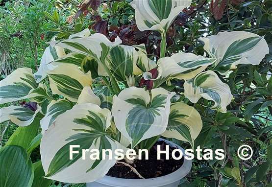 Hosta Coastal Treasure